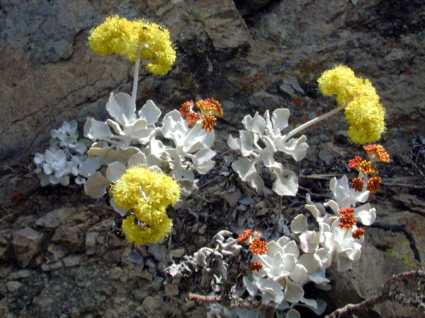 Eriogonum crocatum - Conejo Buckwheat