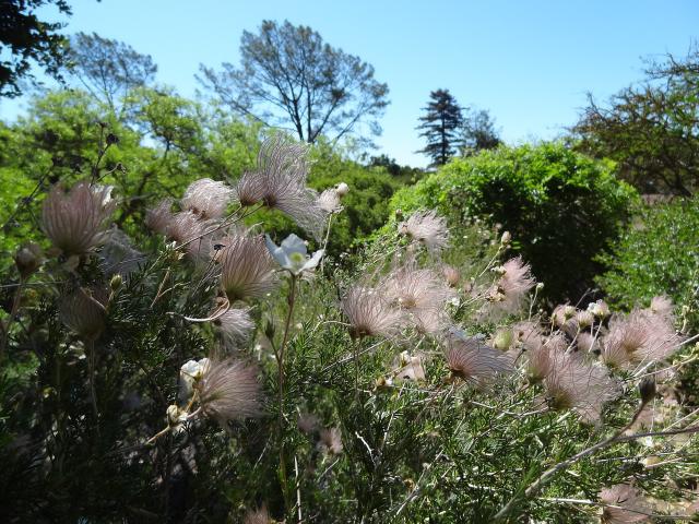 Fallugia paradoxa - Apache Plume