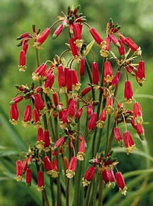 Dichelostemma ida-maia - Firecracker Flower