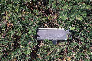 Arctostaphylos franciscana - Franciscan Manzanita