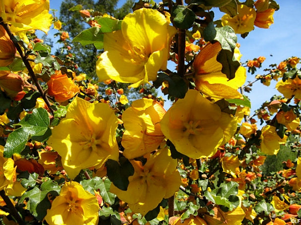 Fremontodendron 'Pacific Sunset' - Pacific Sunset Flannelbush