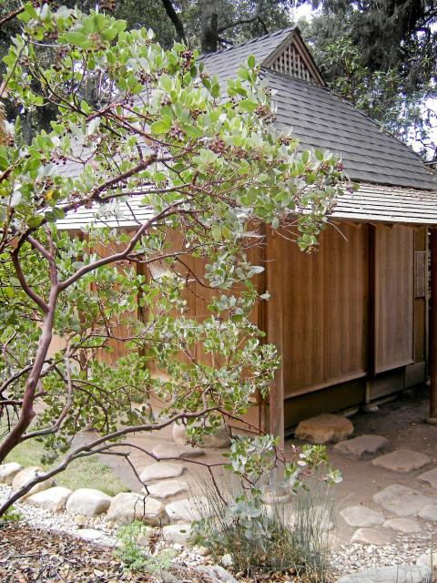 Arctostaphylos glandulosa - Eastwood Manzanita