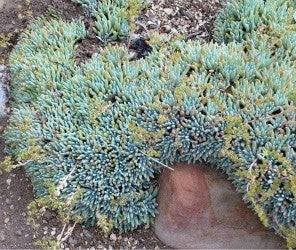 Dudleya virens ssp. hassei - Bright Green Liveforever