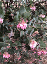 Load image into Gallery viewer, Arctostaphylos &#39;Lester Rowntree&#39; - Lester Rowntree Manzanita
