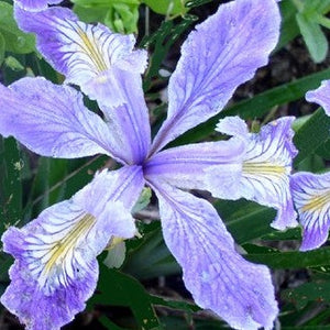 Iris 'Pacific Coast Hybrids' - Pacific Coast Hybrid Iris