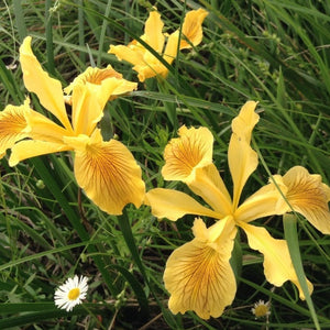 Iris 'Pacific Coast Hybrids' - Pacific Coast Hybrid Iris