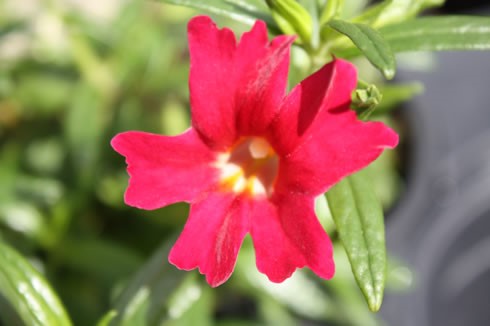 Diplacus Jelly Bean™ 'Red' - Jelly Bean Red Monkeyflower