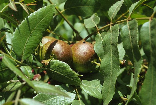 Juglans californica - California Black Walnut – Santa Barbara Botanic ...
