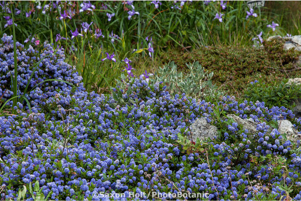 Ceanothus hearstiorum 'King Sip' - King Sip Ceanothus