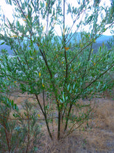 Load image into Gallery viewer, Salix lasiolepis - Arroyo Willow
