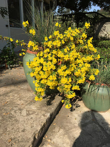 Diplacus Jelly Bean™ 'Lemon' - Jelly Bean Lemon Monkeyflower