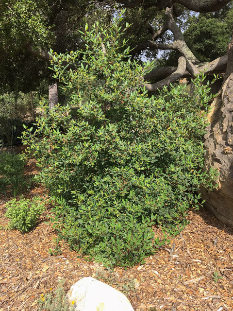 Frangula californica 'Little Sur' - Little Sur Coffeeberry