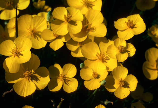 Eschscholzia lobbii - Frying Pans