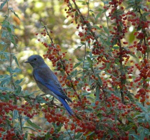 Berberis nevinii - Nevin's Barberry