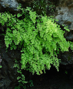 Adiantum capillus-veneris - Southern Maidenhair Fern