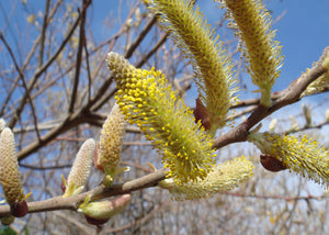 Salix lasiolepis - Arroyo Willow