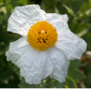 Romneya coulteri - Matilija Poppy