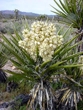 Load image into Gallery viewer, Yucca schidigera - Mojave Yucca
