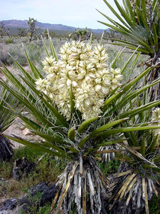 Yucca schidigera - Mojave Yucca