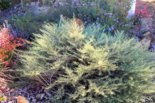Load image into Gallery viewer, Artemisia californica &#39;Montara&#39; - Montara Sagebrush
