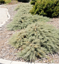 Load image into Gallery viewer, Artemisia californica &#39;Montara&#39; - Montara Sagebrush
