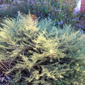 Artemisia californica 'Montara' - Montara Sagebrush