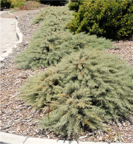 Artemisia californica 'Montara' - Montara Sagebrush