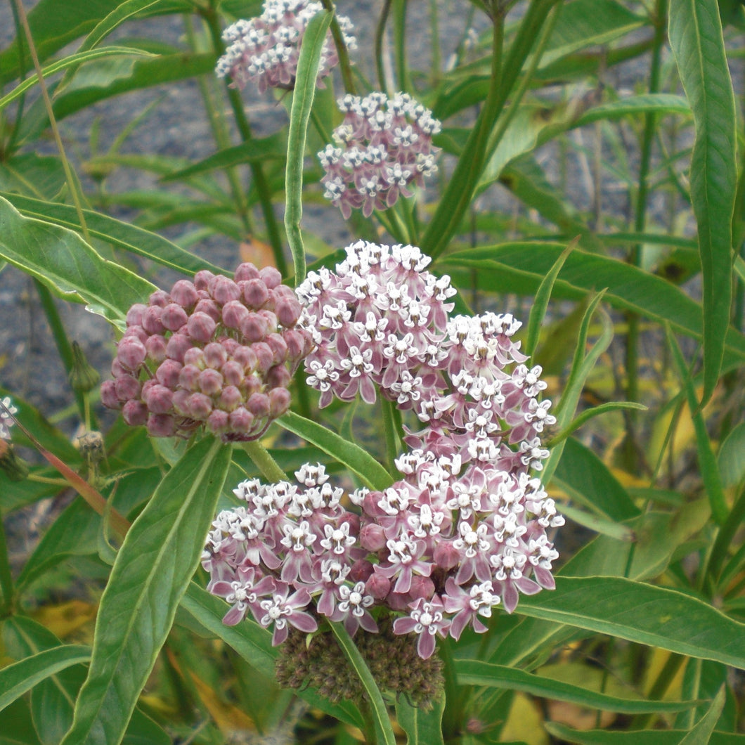 Asclepias fascicularis - Narrowleaf Milkweed