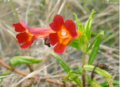 Diplacus parviflorus - North Island Monkeyflower