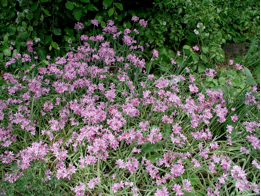 Allium unifolium - Oneleaf Onion