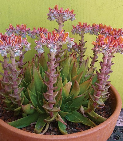 Dudleya palmeri - Palmer's Liveforever