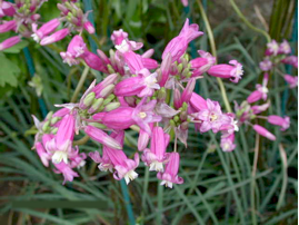 Dichelostemma 'Pink Diamond' - Pink Diamond Firecracker Flower