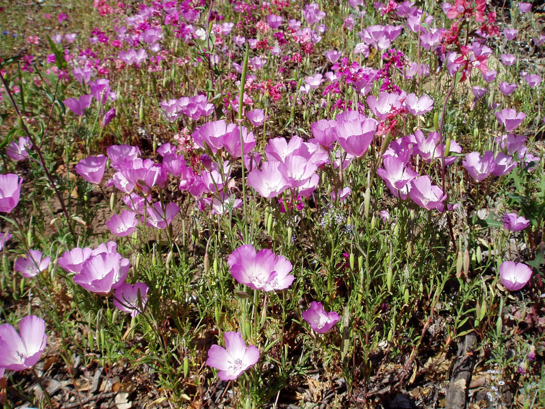 Clarkia bottae - Punchbowl Godetia