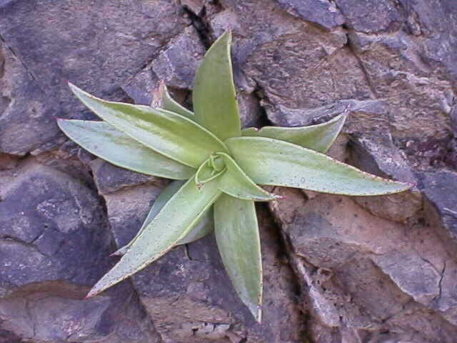 Dudleya lanceolata - Lanceleaf Liveforever