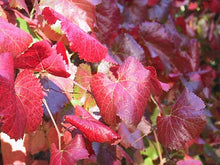 Load image into Gallery viewer, Vitis &#39;Roger&#39;s Red&#39; - Roger&#39;s Red Wild Grape

