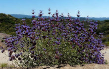 Load image into Gallery viewer, Salvia &#39;Celestial Blue&#39; - Celestial Blue Sage

