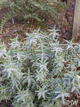 Load image into Gallery viewer, Salvia leucophylla &#39;Figueroa&#39; - Figueroa Purple Sage

