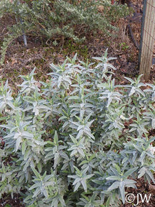 Salvia leucophylla 'Figueroa' - Figueroa Purple Sage