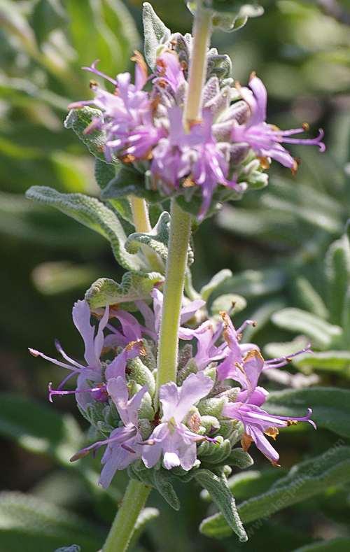 Salvia leucophylla 'Point Sal' - Point Sal Purple Sage