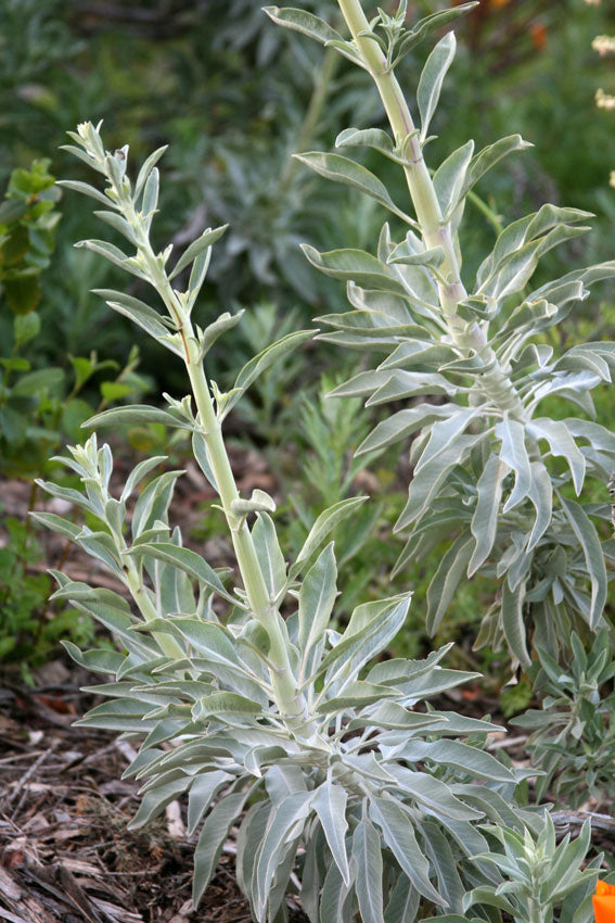 Salvia apiana var. compacta - Compact White Sage