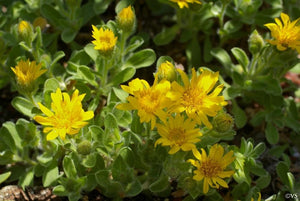 Heterotheca villosa 'San Bruno Mountain' - San Bruno Mountain Golden Aster