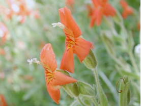 Erythranthe cardinalis - Scarlet Monkeyflower