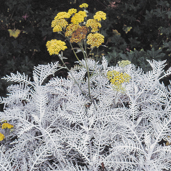 Constancea nevinii - Nevin's Wooly Sunflower