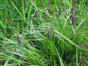 Carex obnupta - Slough Sedge