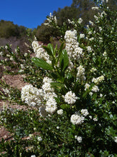 Load image into Gallery viewer, Ceanothus thyrsiflorus &#39;Snow Flurry&#39; - Snow Flurry Mountain Lilac
