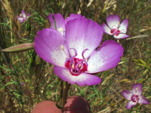 Clarkia cylindrica - Speckled Clarkia