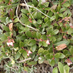Arctostaphylos uva-ursi 'Stagecoach Hill' - Stagecoach Hill Manzanita