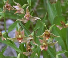 Epipactis gigantea - Stream Orchid