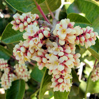 Rhus ovata - Sugar Bush