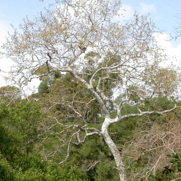Platanus racemosa - Western Sycamore